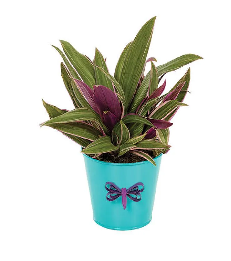 Rhoeo Potted Plant
