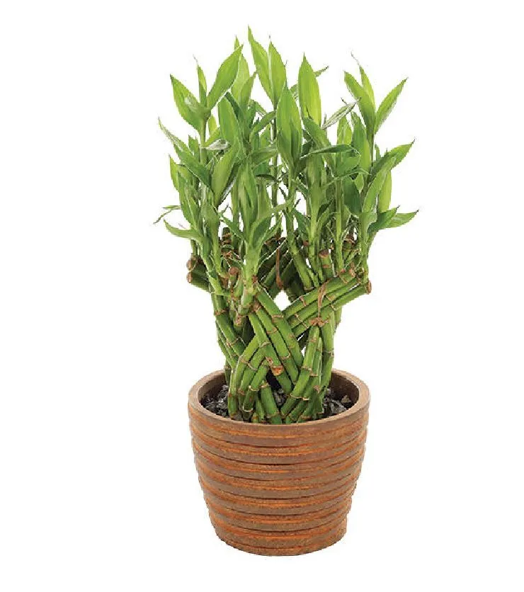 Lucky Bamboo Potted Plant